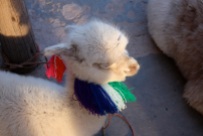 Couldn't resist slipping this little alpaca in