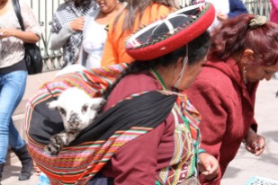 Rarely is a Peruvian woman's shawl without signs of life